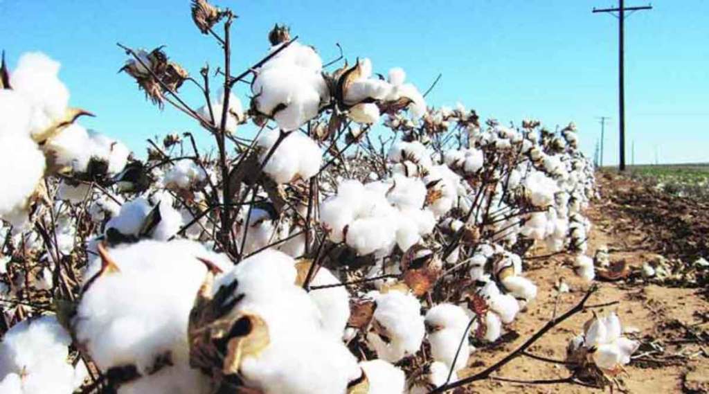 farmer leader letter to pm modi on import tax on cotton