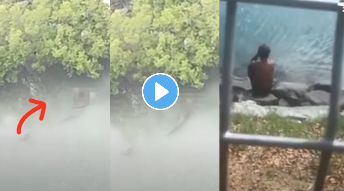 Crocodile Viral News
