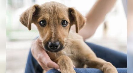Puppies burnt alive