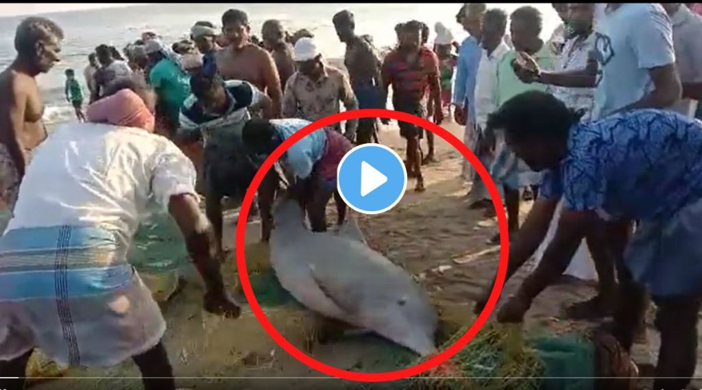 Dolphine fish viral video