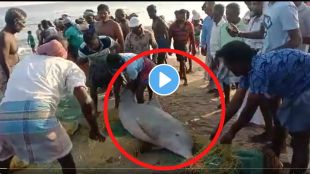 Dolphine fish viral video