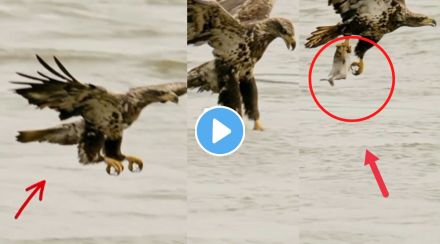 Eagle kills fish video viral