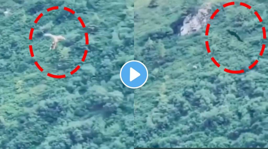 Eagle throw down the hunted rabbit from a height watch viral video