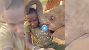 elephant kisses keeper viral video
