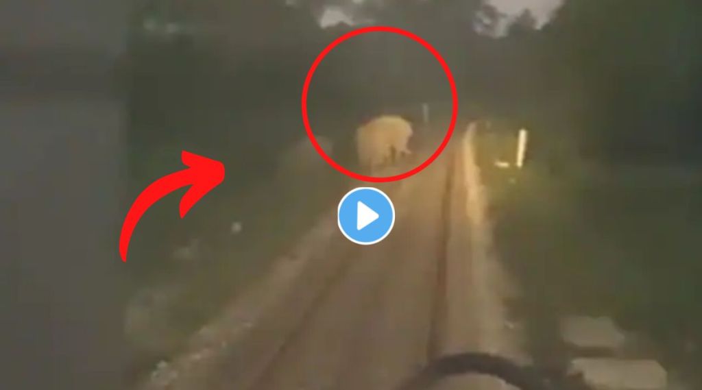 भरधाव वेगानं जाणाऱ्या एक्स्प्रेससमोर आला हत्तींचा कळप, रात्रीच्या वेळी लोको पायलटने कमालच केली, पाहा Viral Video