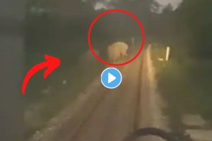 Elephant viral video