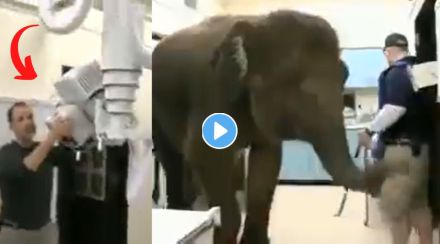 Elephant viral video