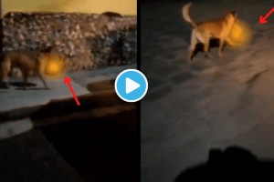 Dog Running With Dead Body Head In Mouth On The Street Netizens Shocked To see Viral Video