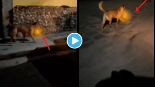 Dog Running With Dead Body Head In Mouth On The Street Netizens Shocked To see Viral Video