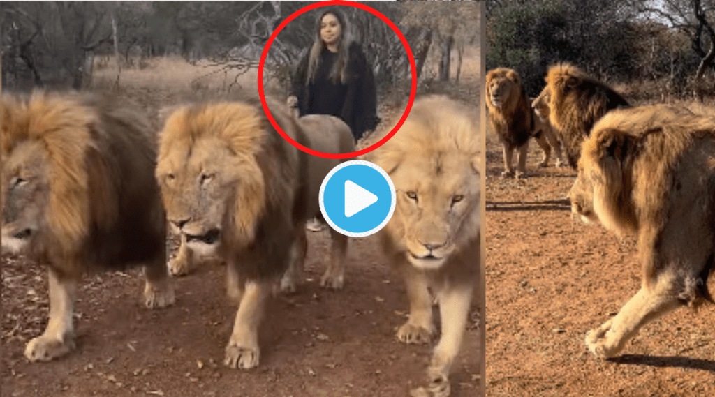 Video: तीन सिंह एकत्र समोर आले तर..’या’ तरुणीचा कॉन्फिडन्स पाहून उडेल थरकाप, अवघ्या १० सेकंदात..