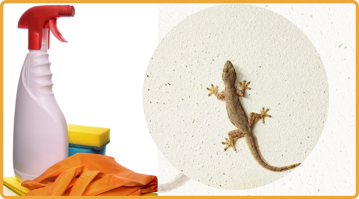 How To Remove Lizard From Home Easy Home Remedies an Tips 