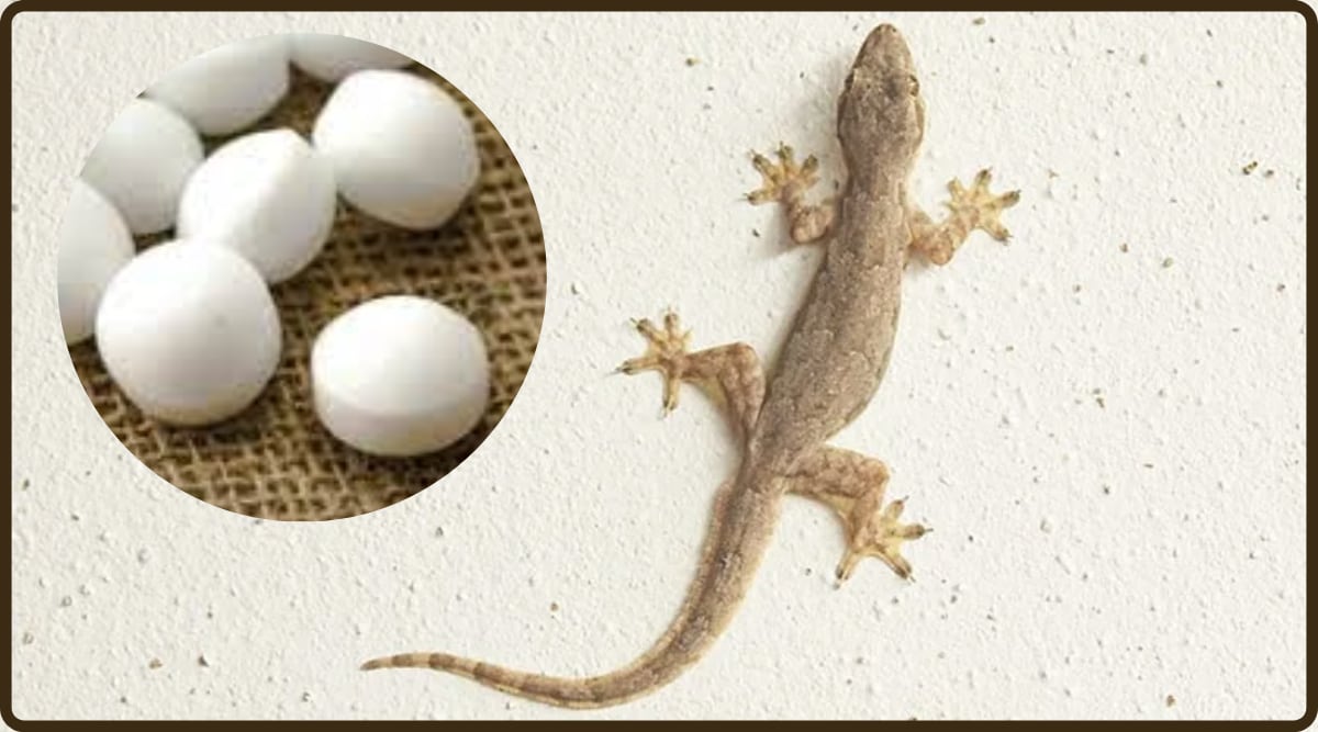 How To Remove Lizard From Home Easy Home Remedies an Tips 