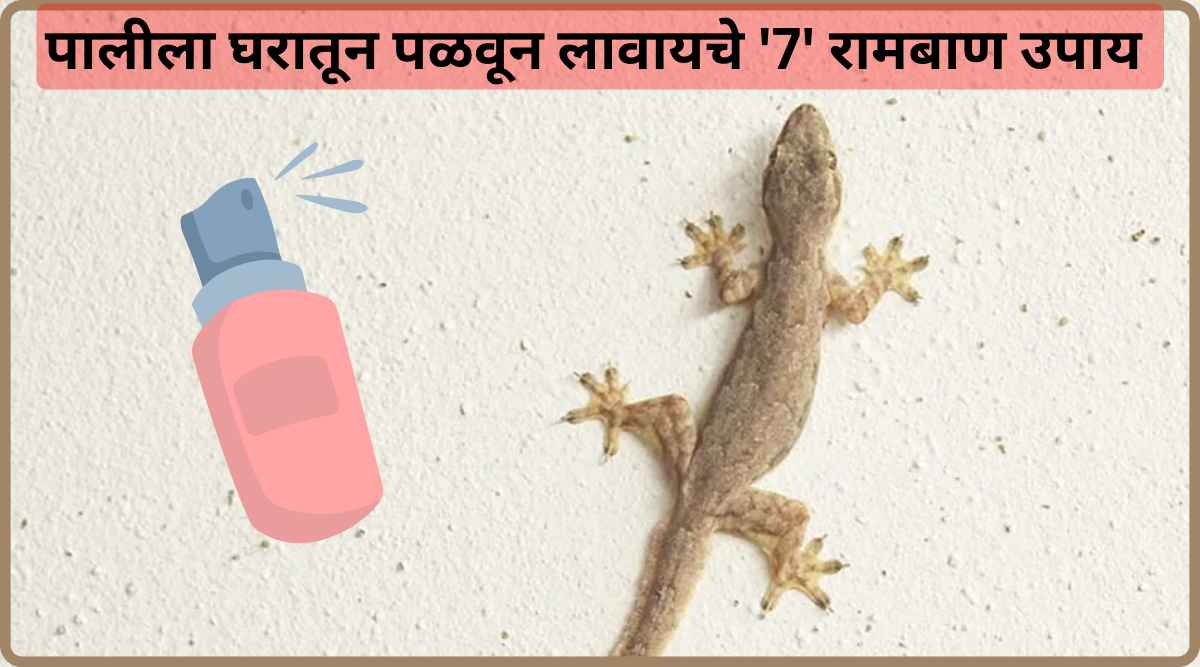 How To Remove Lizard From Home Easy Home Remedies an Tips