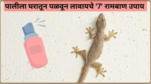 How To Remove Lizard From Home Easy Home Remedies an Tips