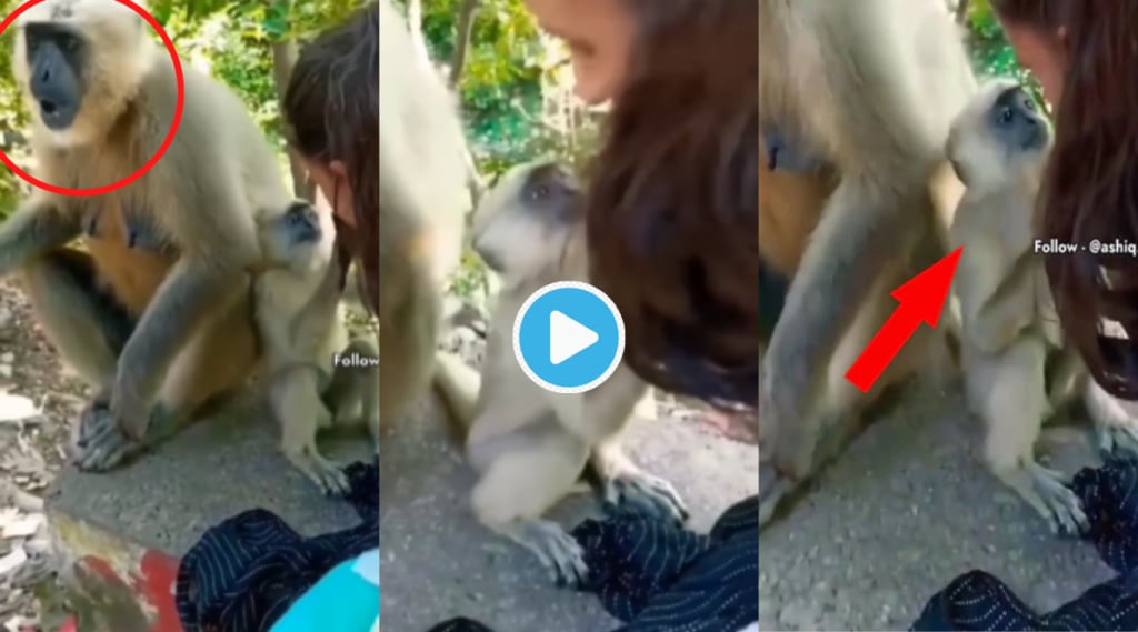 Video Monkey Kiss Beautiful Girl On Lips Pulls her Face Shocking Funny Clip Viral On Instagram Reels sahi Khel gaye