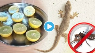 Video How To Make Homemade Phenyl From Lemon peels Vinegar Get Rid Of Lizards Cockroaches Viral Hacks Shocks Internet