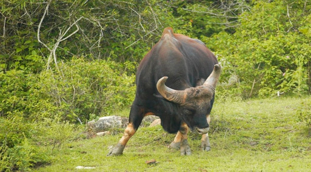 Gaur