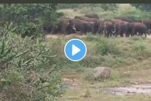 IAS Officer Shares Video of elephants searching ragi plants one of the calf tries to run watch what happens next in this viral video