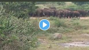 IAS Officer Shares Video of elephants searching ragi plants one of the calf tries to run watch what happens next in this viral video