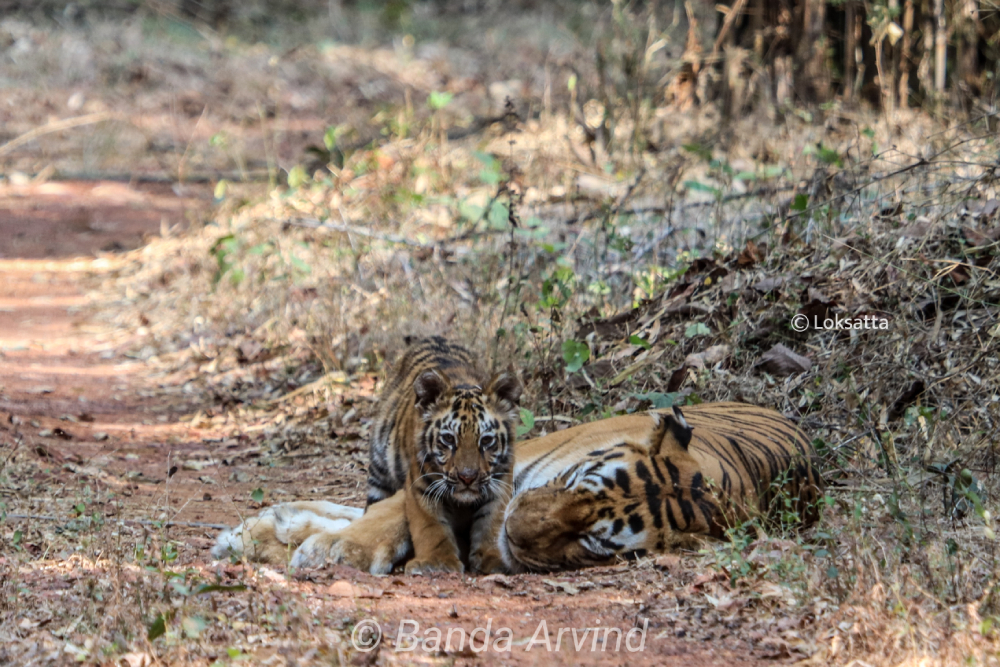 Madhuri Supermom Tigresses Information Photos