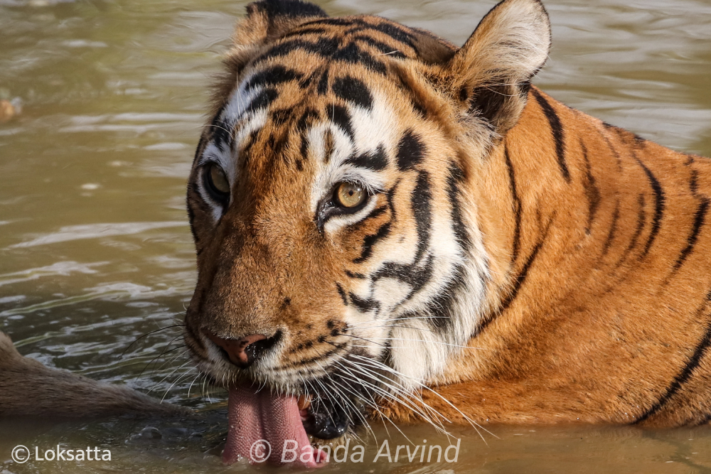 Madhuri Supermom Tigresses Information Photos