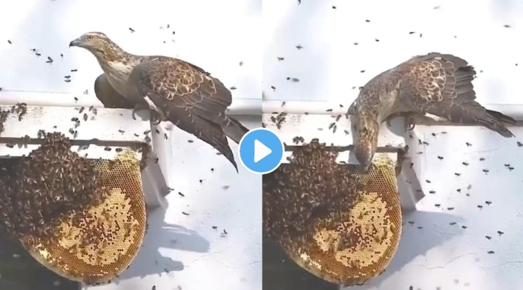 bird taste honey from honeycomb