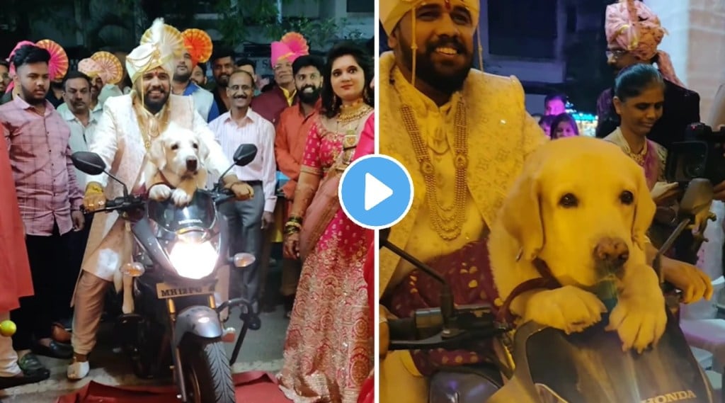 Groom entry with dog video