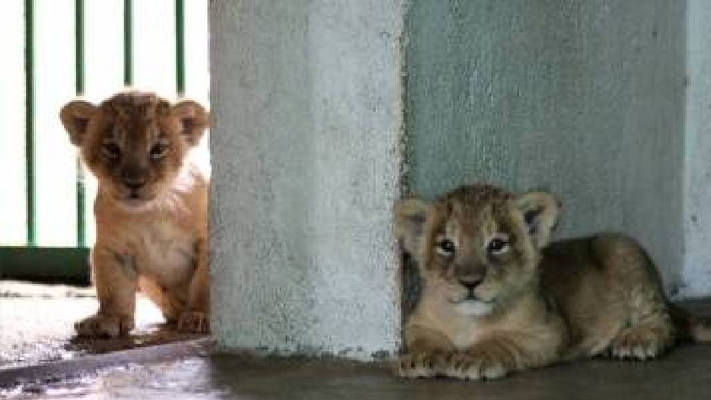 lions brought from gujarat will enter the sanjay gandhinational park in mumbai maharashtra