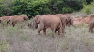 wild elephant updown'continues Bhandara district returns to Gondia fear among farmers