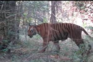 T4 Tigress and her cub are safe in tadoba tiger reserve and have hunted wild boars