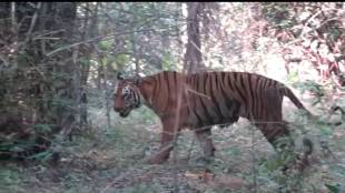 T4 Tigress and her cub are safe in tadoba tiger reserve and have hunted wild boars