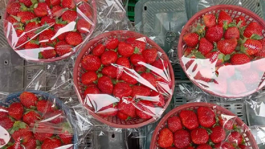 नवी मुंबई : एपीएमसी बाजारात स्ट्रॉबेरीची आवक वाढली; दरात घसरण