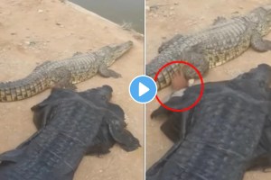 man lay down with crocodile
