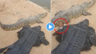 man lay down with crocodile