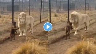 lion dog friendship video