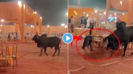 angry bull enter in wedding hall