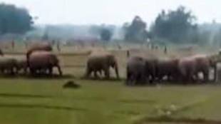 exit of wild elephants from bhandara district start the return journey odisha news