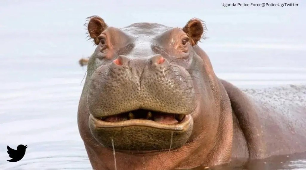hippo swallow 2 year child