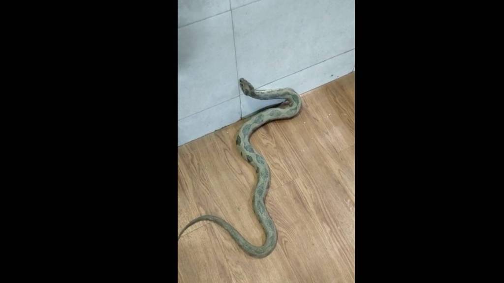 a venomous snake entered the naupada police station and the employees were in a panic in thane news