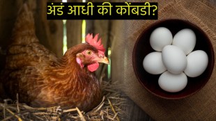 egg or chicken who came first in the world