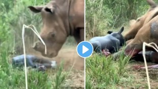 IFS officer shares unique video of a rhino giving birth to cal