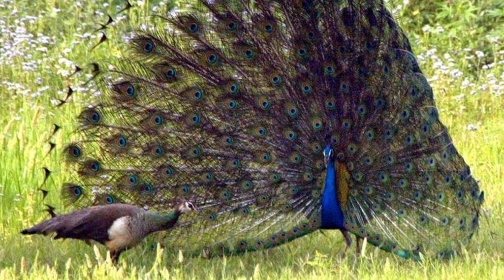 peacock mating