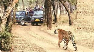eleven tourist vehicles in melghat tiger project closed for safari