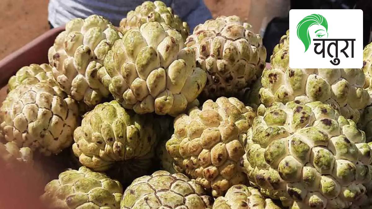 sitafal a fruit native to the west indies and south america is beneficial for women health