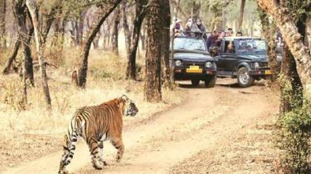 congress mla Pratibha dhanorkar demanded enquiry at tadoba tiger safaari booking chandrapur