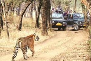 congress mla Pratibha dhanorkar demanded enquiry at tadoba tiger safaari booking chandrapur