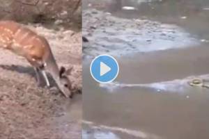 Crocodile tried to attack deer watch what happens next in this Thrilling Viral Video