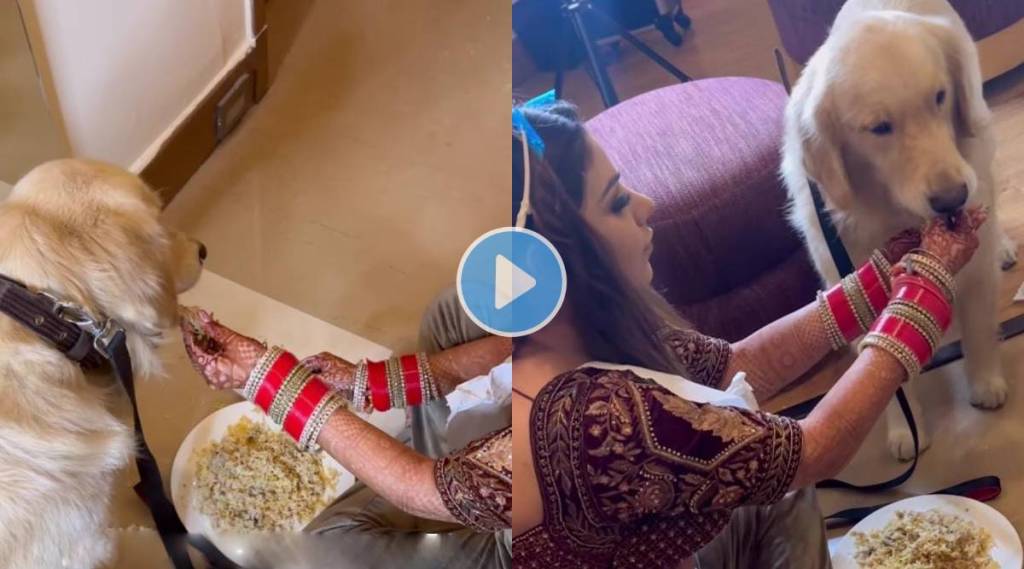 Bride takes a break while getting ready for the wedding and feeds her pet dog Viral Video wins internet