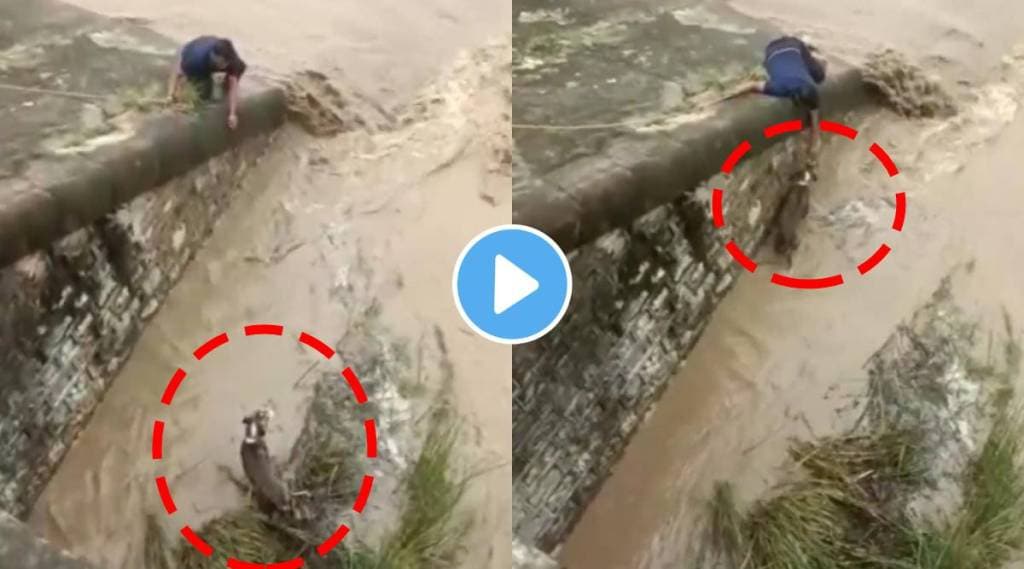 Viral video Man rescues dog stuck in a dam water internet appreciate this helping nature which shows humanity