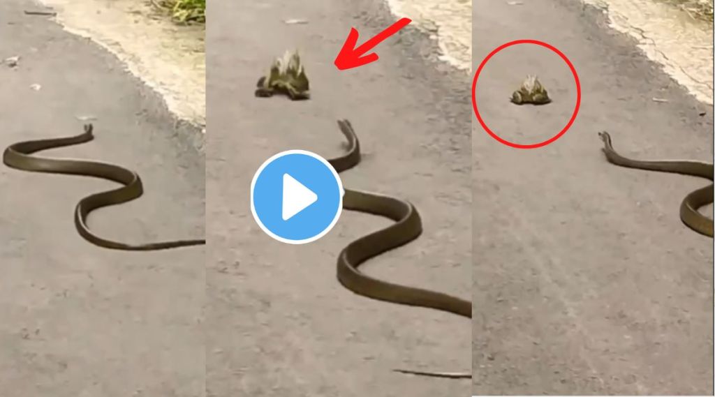 Video: बापरे! शिकारीसाठी भर रस्त्यात वाऱ्यासारखा धावला साप, पण बेडकानेही सापाला फोडला घाम! ‘कसं’ ते तुम्हीही पाहा